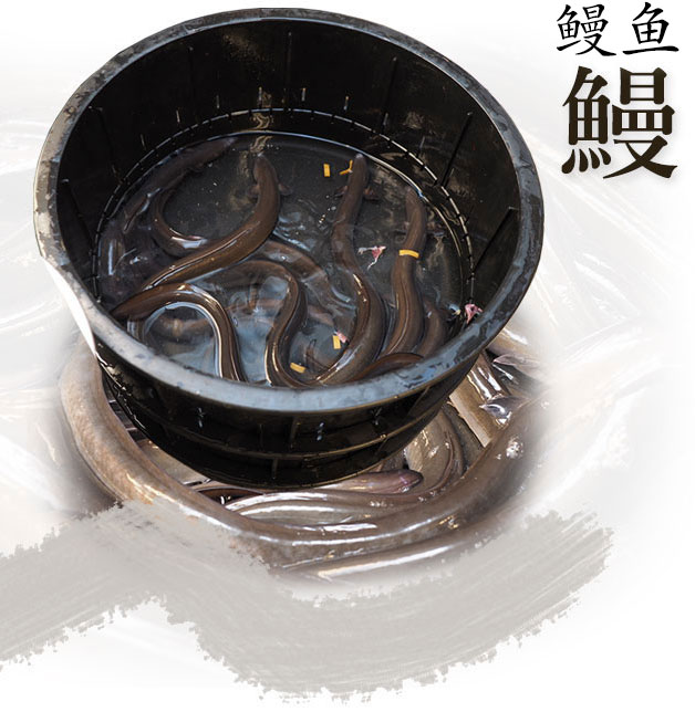 鳗鱼