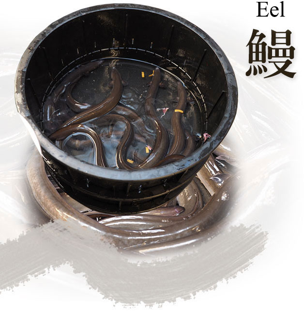 eel